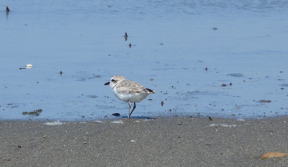 Snowy Plover - ML620659416