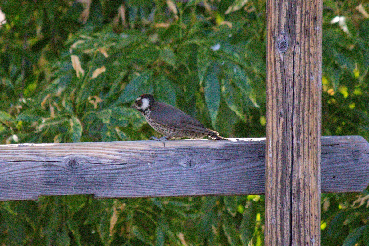 Arizona Woodpecker - ML620659417