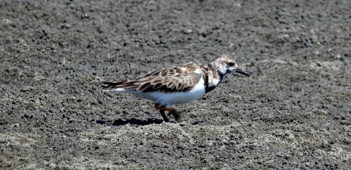 Ruddy Turnstone - ML620659420