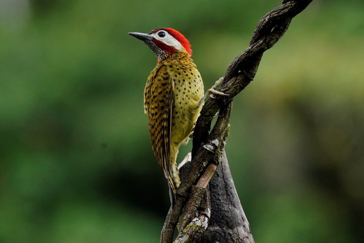 Spot-breasted Woodpecker - ML620659423