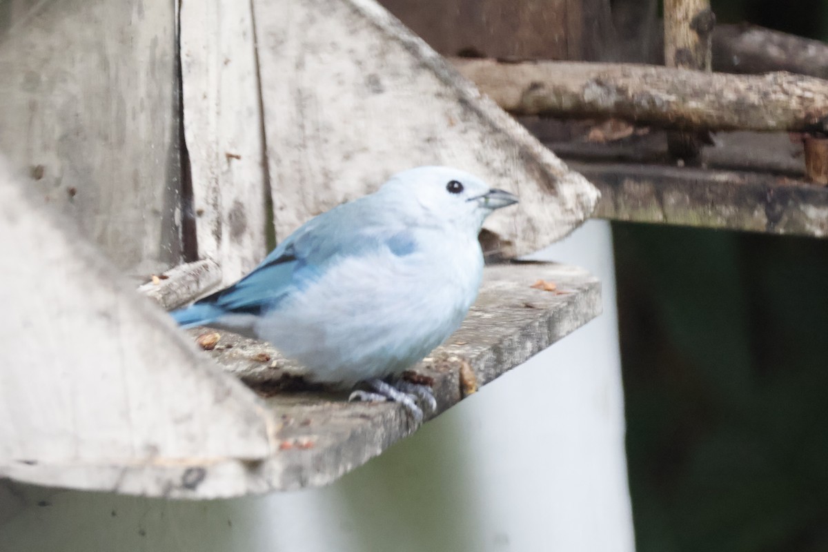 Blue-gray Tanager - ML620659425