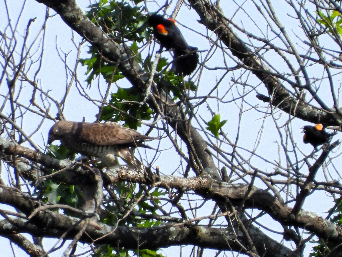 Broad-winged Hawk - ML620659427