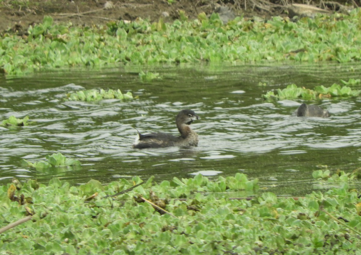 Pied-billed Grebe - ML620659429