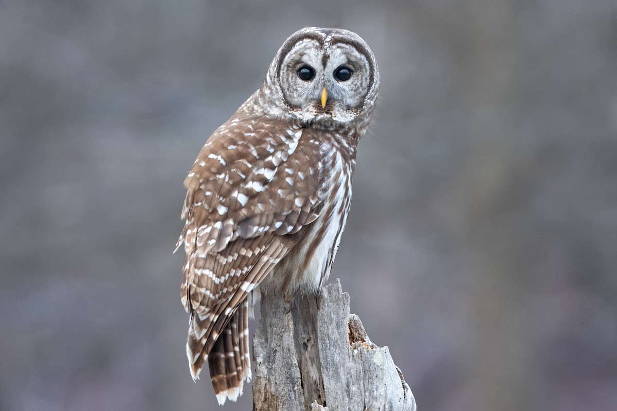 Barred Owl - ML620659432