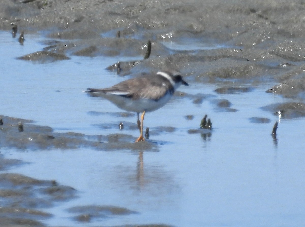 Semipalmated Plover - ML620659434