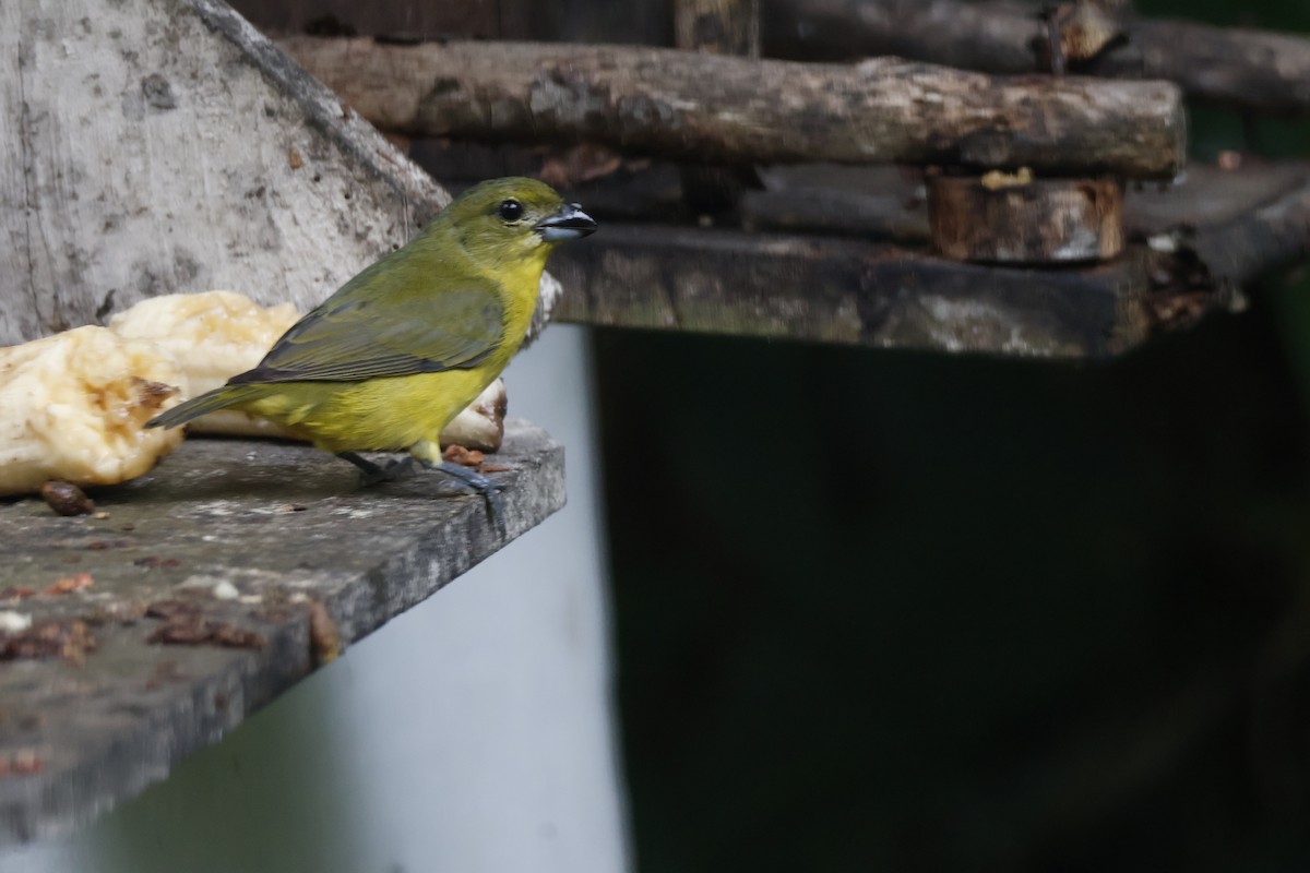 Thick-billed Euphonia - ML620659436