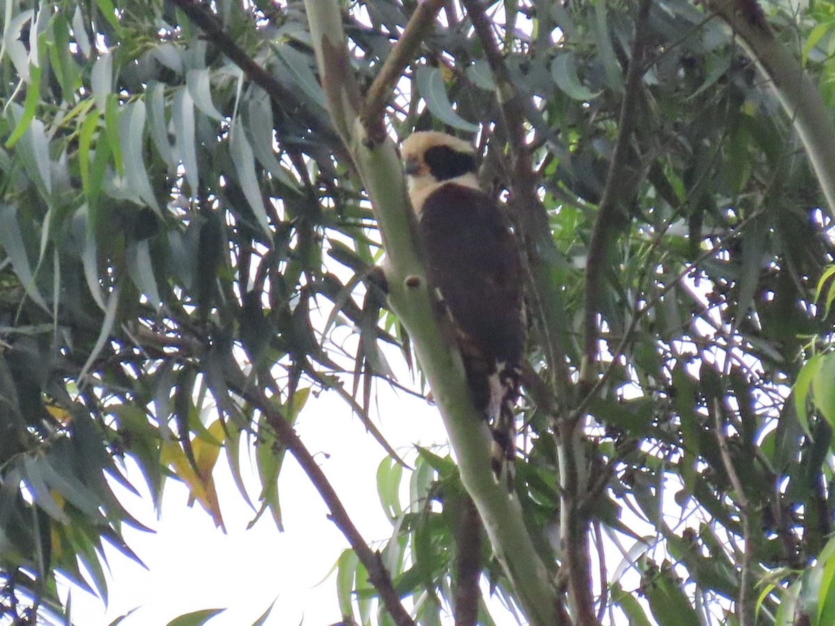 Laughing Falcon - ML620659439