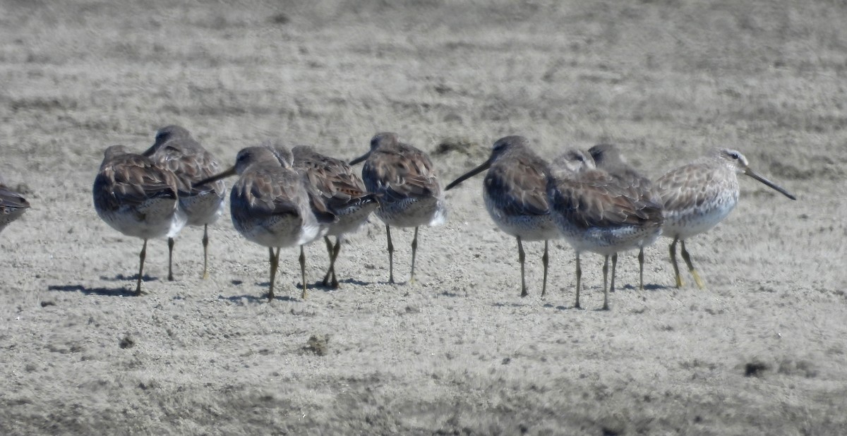 Short-billed Dowitcher - ML620659440