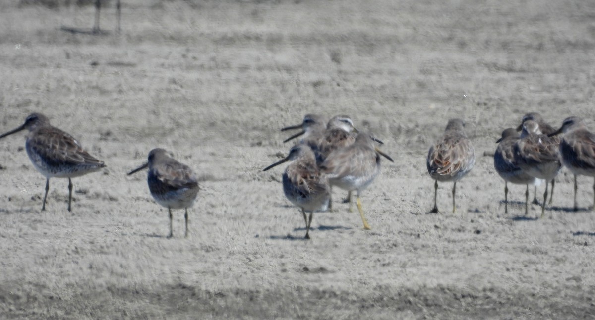 Short-billed Dowitcher - ML620659441