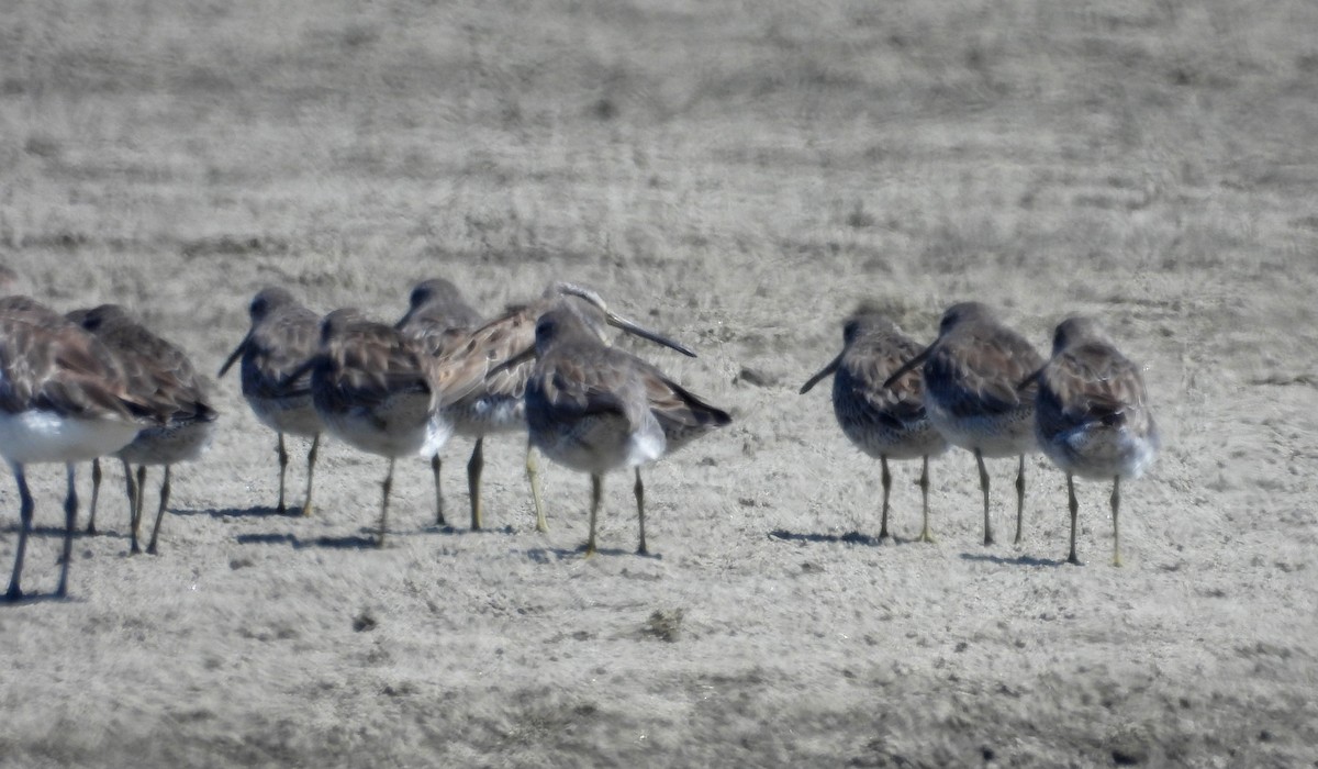 Short-billed Dowitcher - ML620659442