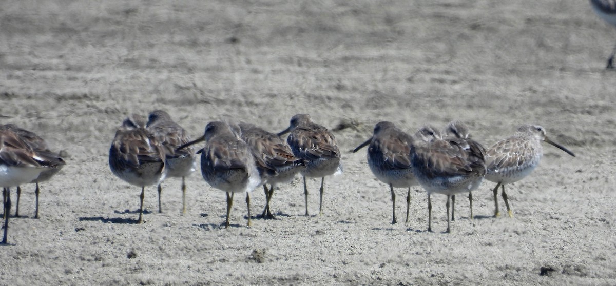 Short-billed Dowitcher - ML620659443