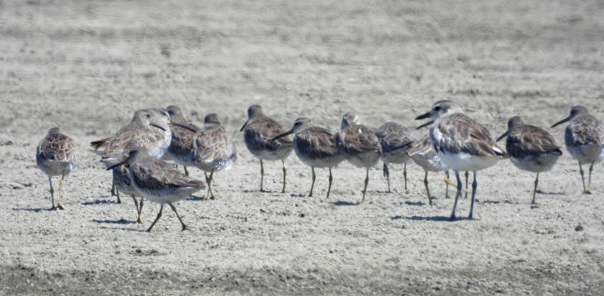 Short-billed Dowitcher - ML620659444