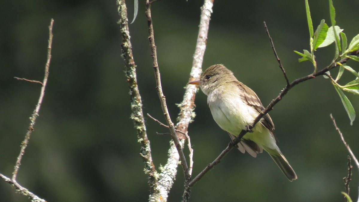 vierempid - ML620659452