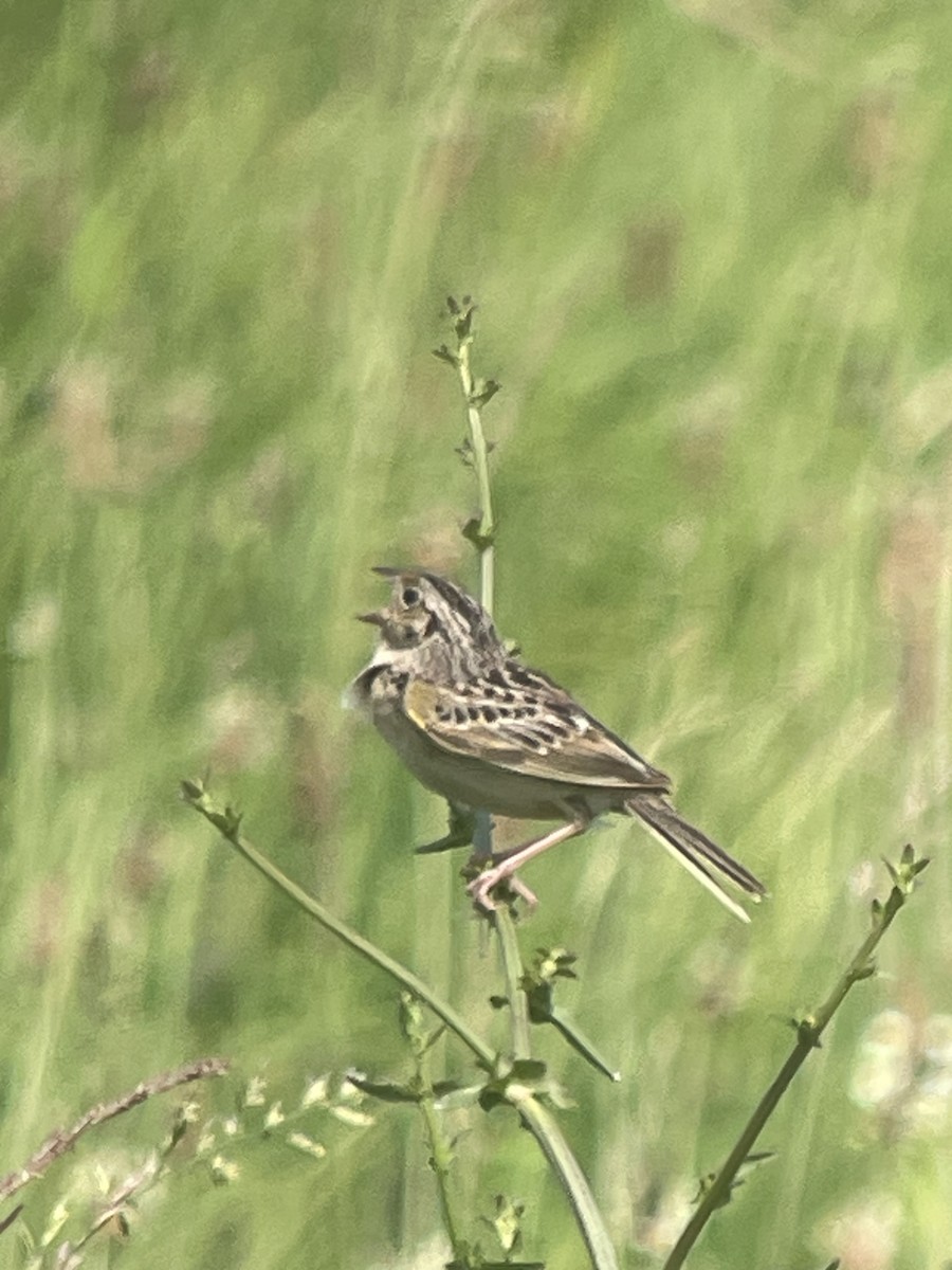 Grasshopper Sparrow - ML620659456