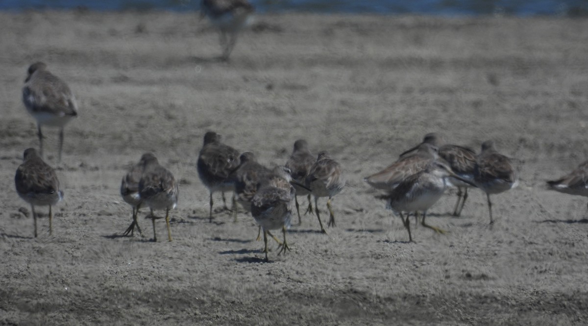 Short-billed Dowitcher - ML620659460