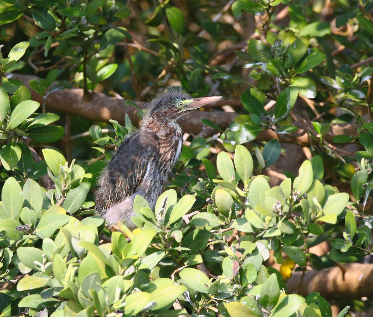 Green Heron - ML620659461