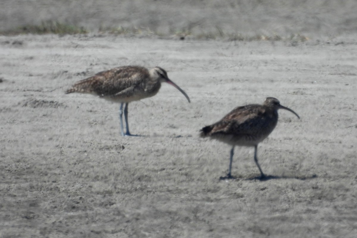 Whimbrel - ML620659465