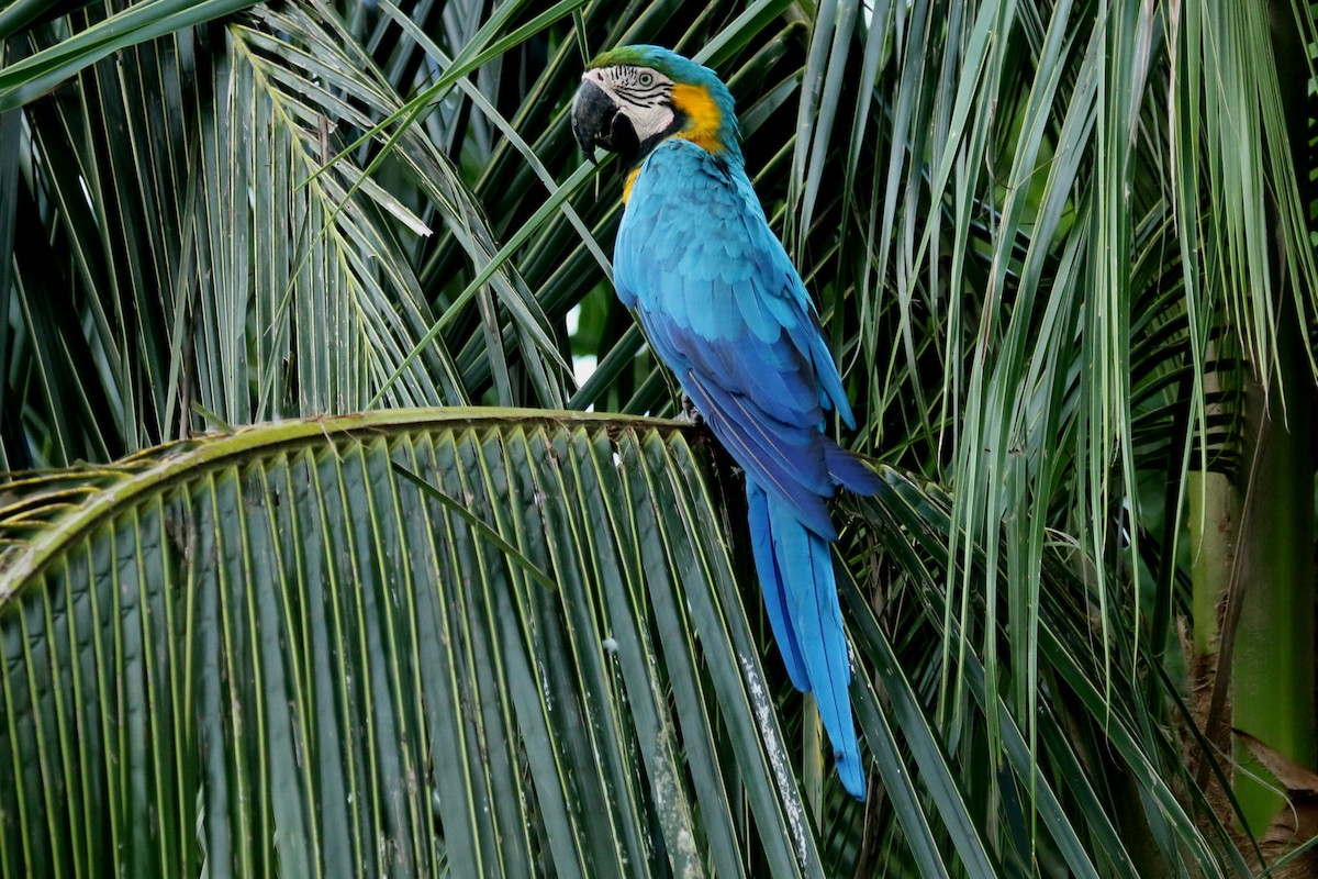 Blue-and-yellow Macaw - ML620659473