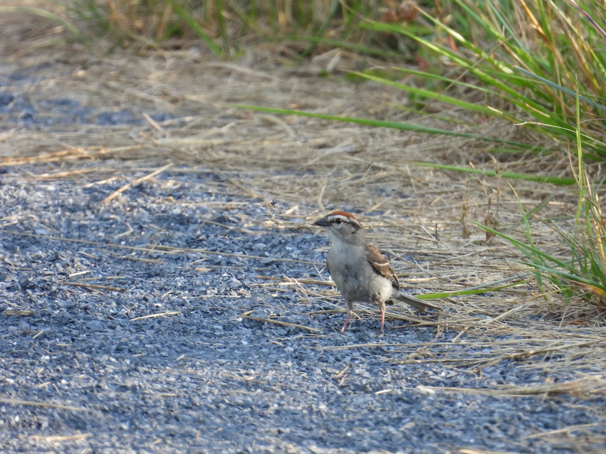 Chipping Sparrow - ML620659476