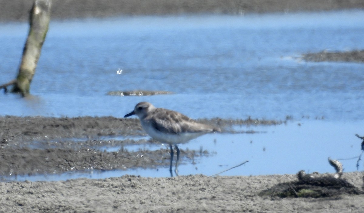 Black-bellied Plover - Fernando Angulo - CORBIDI