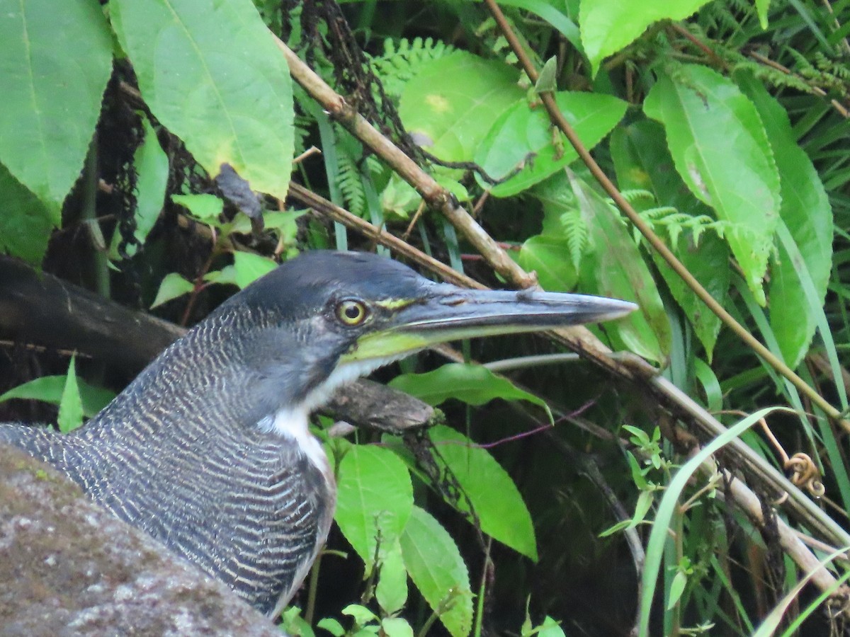 Fasciated Tiger-Heron - ML620659489