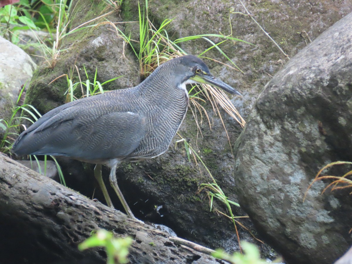 Fasciated Tiger-Heron - ML620659491