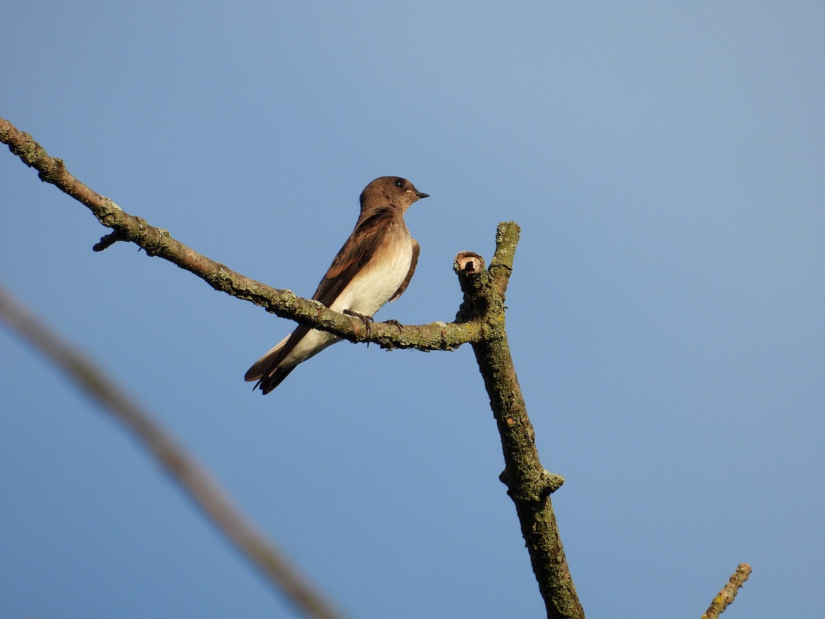 Northern Rough-winged Swallow - ML620659499