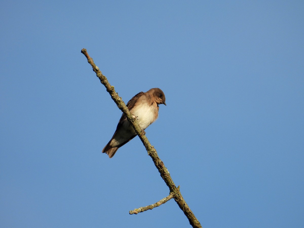 Northern Rough-winged Swallow - ML620659500