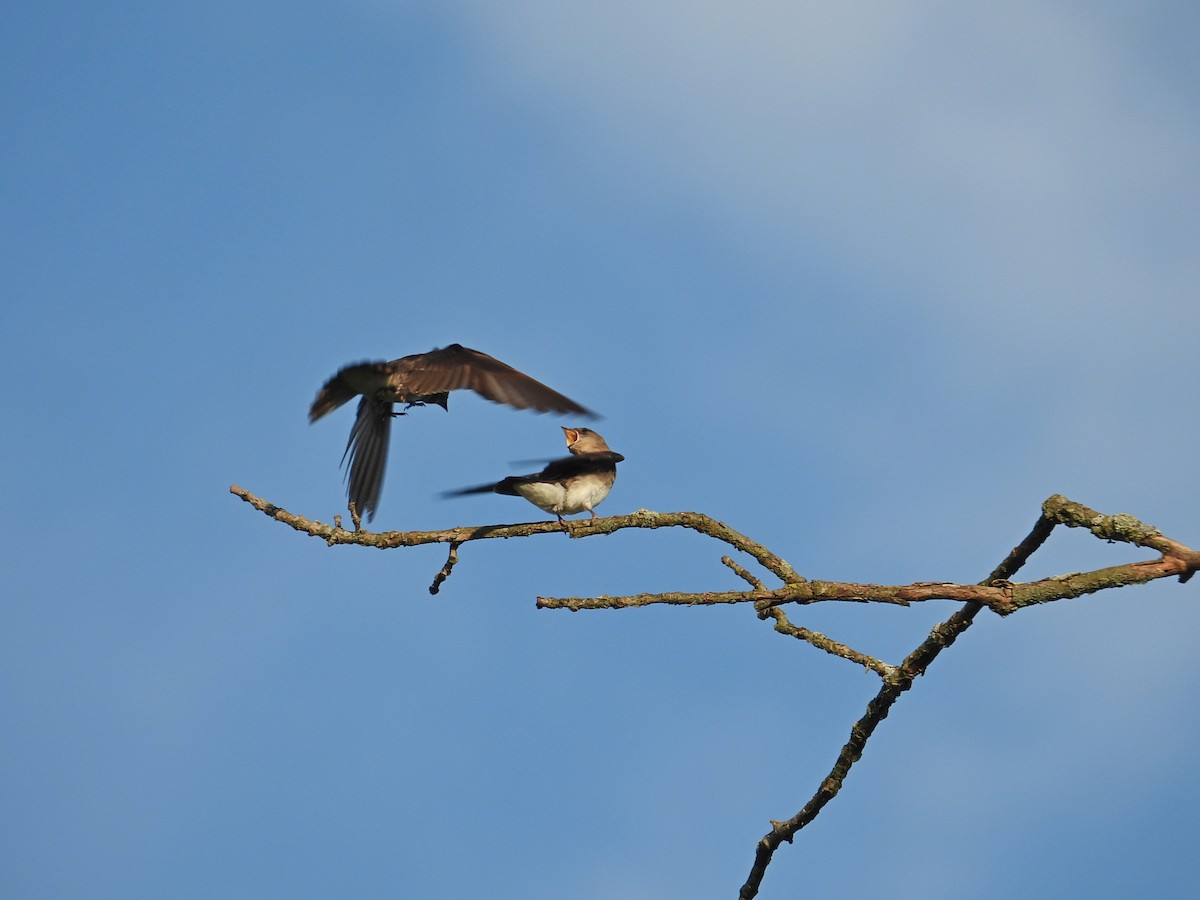 Northern Rough-winged Swallow - ML620659502