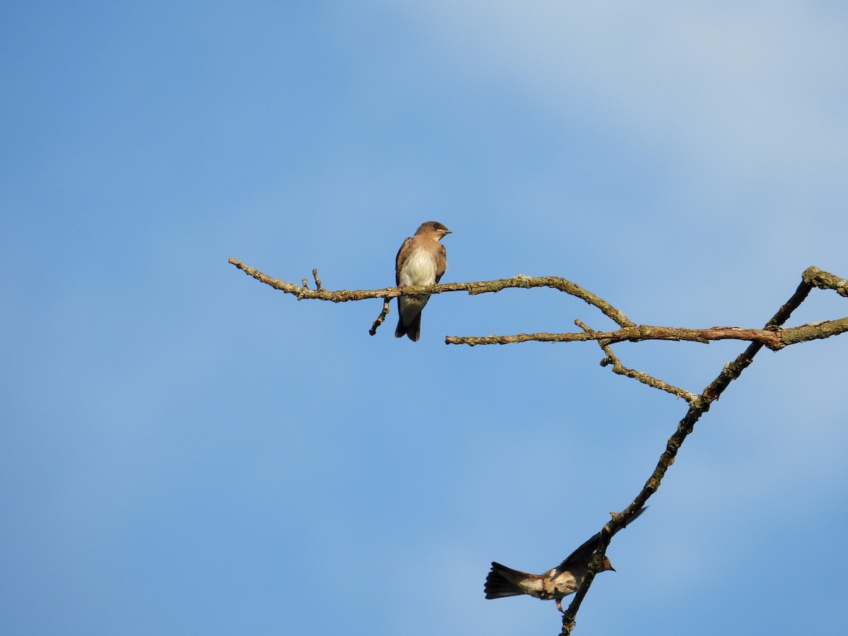 Northern Rough-winged Swallow - ML620659504