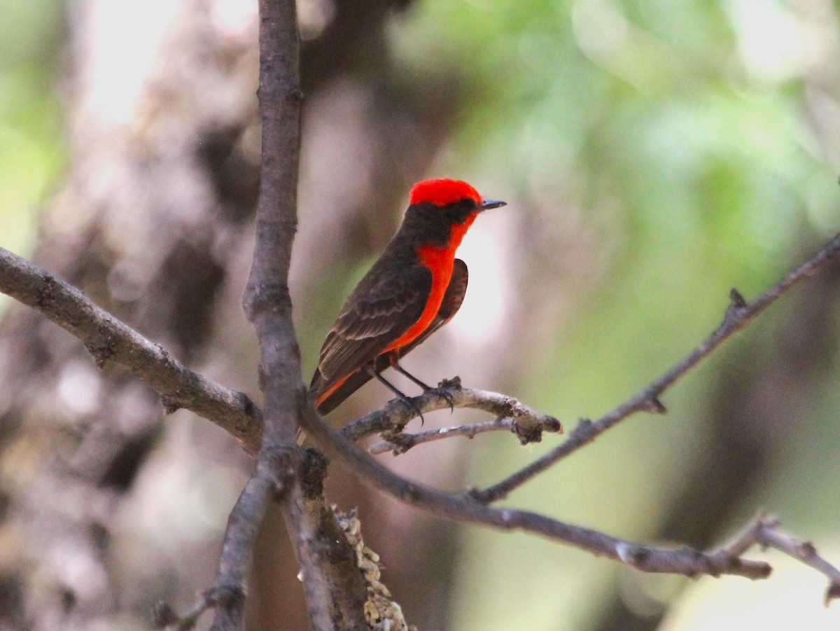 Vermilion Flycatcher - ML620659505