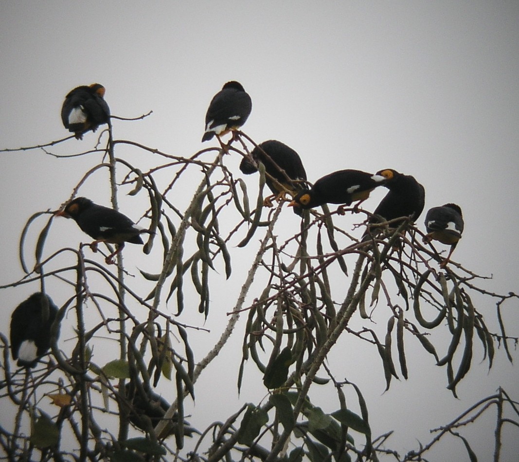 Yellow-faced Myna - ML62065951