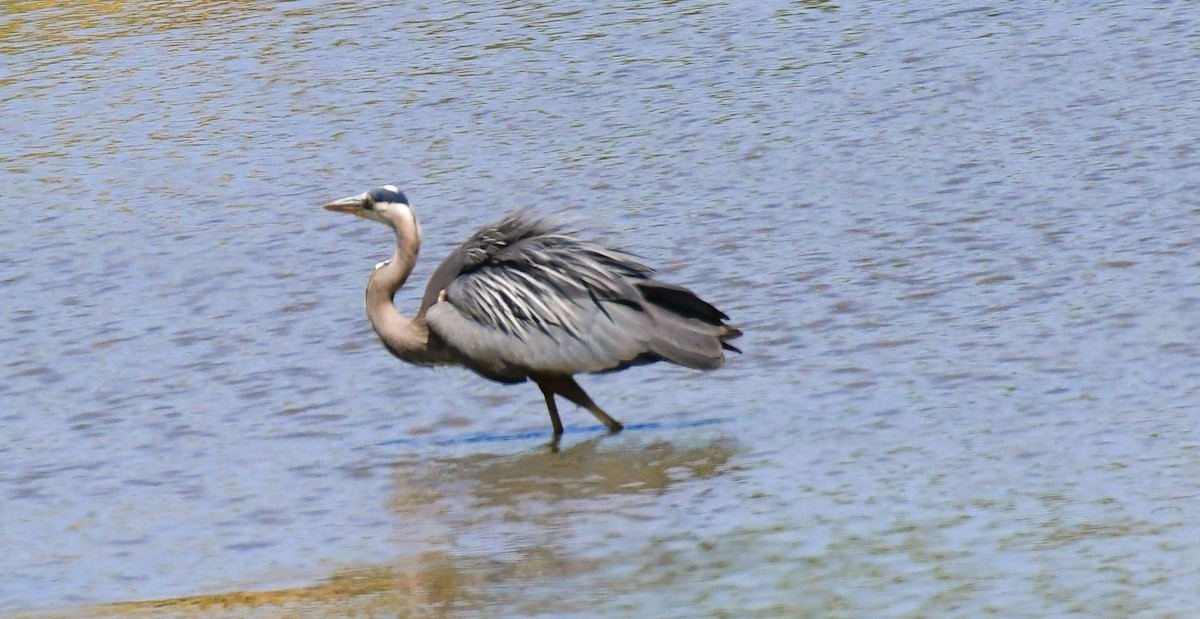 Great Blue Heron - ML620659510