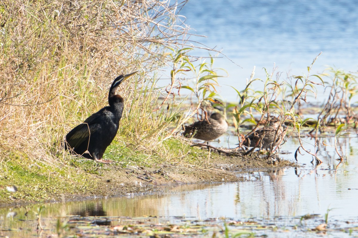 Australasian Darter - Helen Leonard