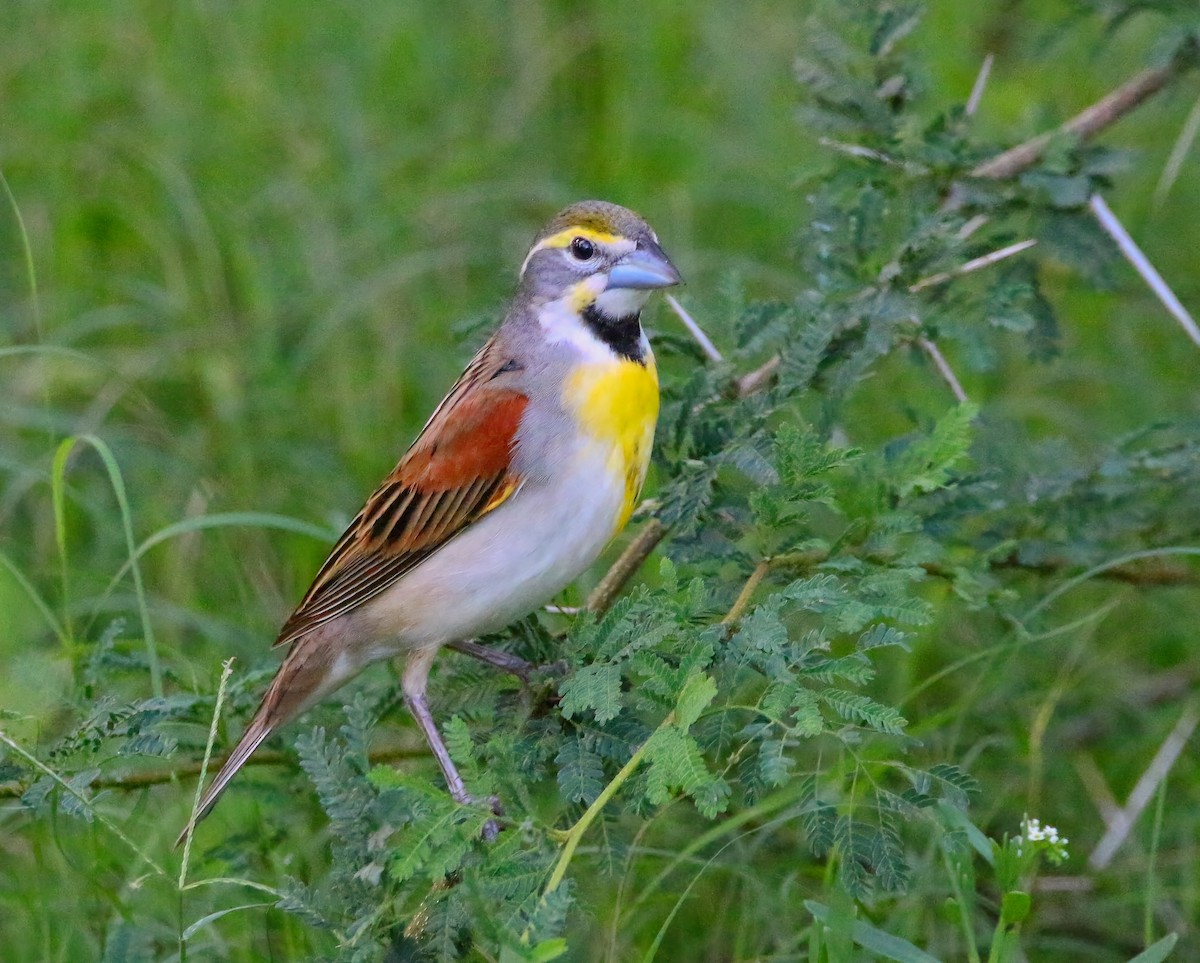 Dickcissel - ML620659516