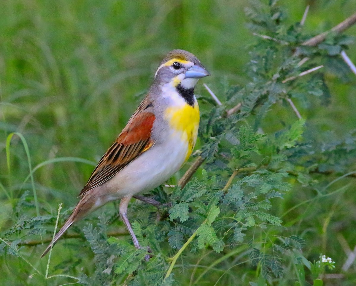 Dickcissel - ML620659517