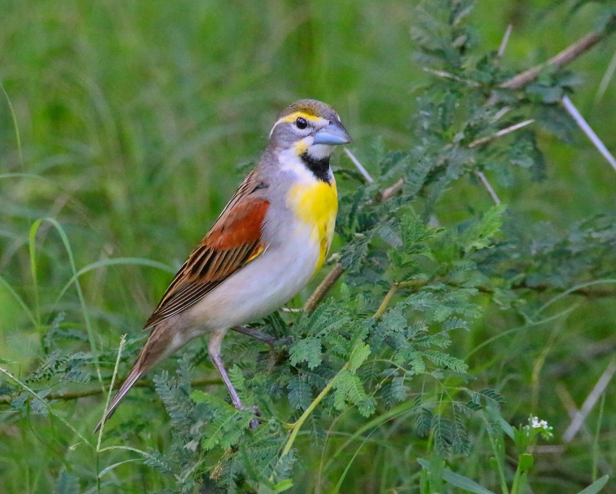 Dickcissel - ML620659518