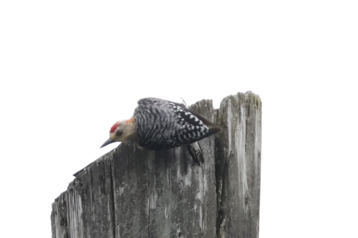 Red-crowned Woodpecker - ML620659519