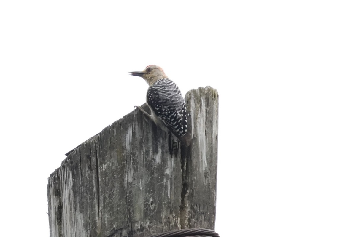 Red-crowned Woodpecker - ML620659520