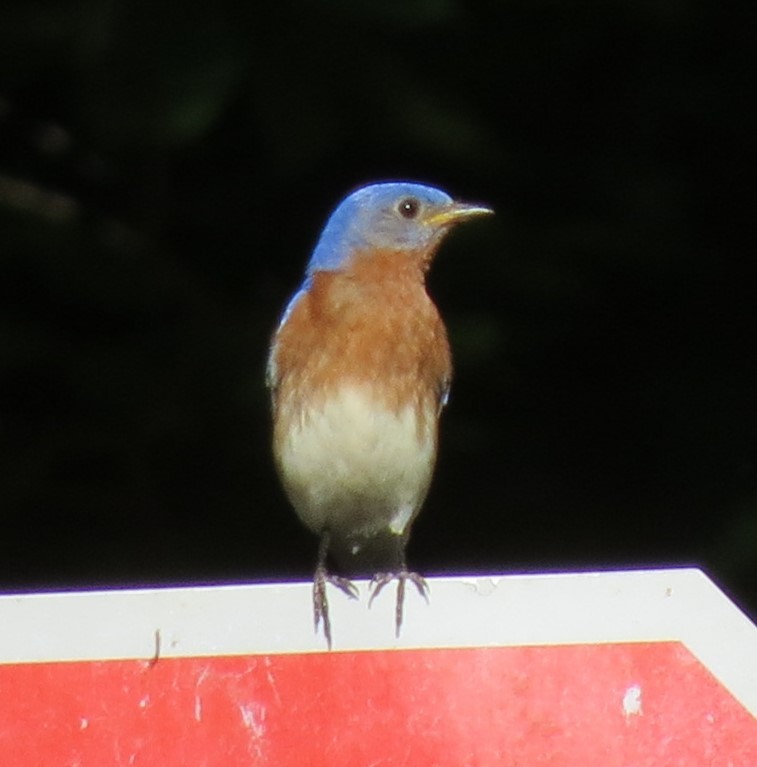 Eastern Bluebird - ML620659535