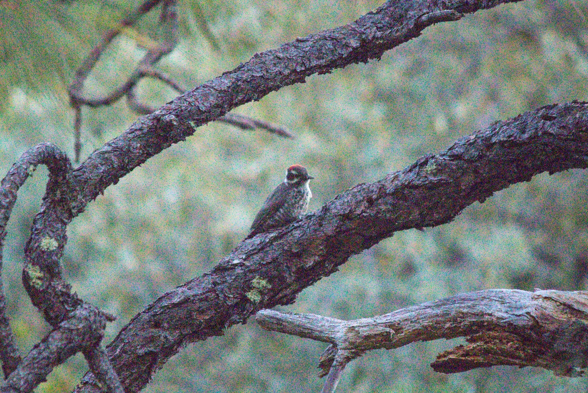 Arizona Woodpecker - ML620659545