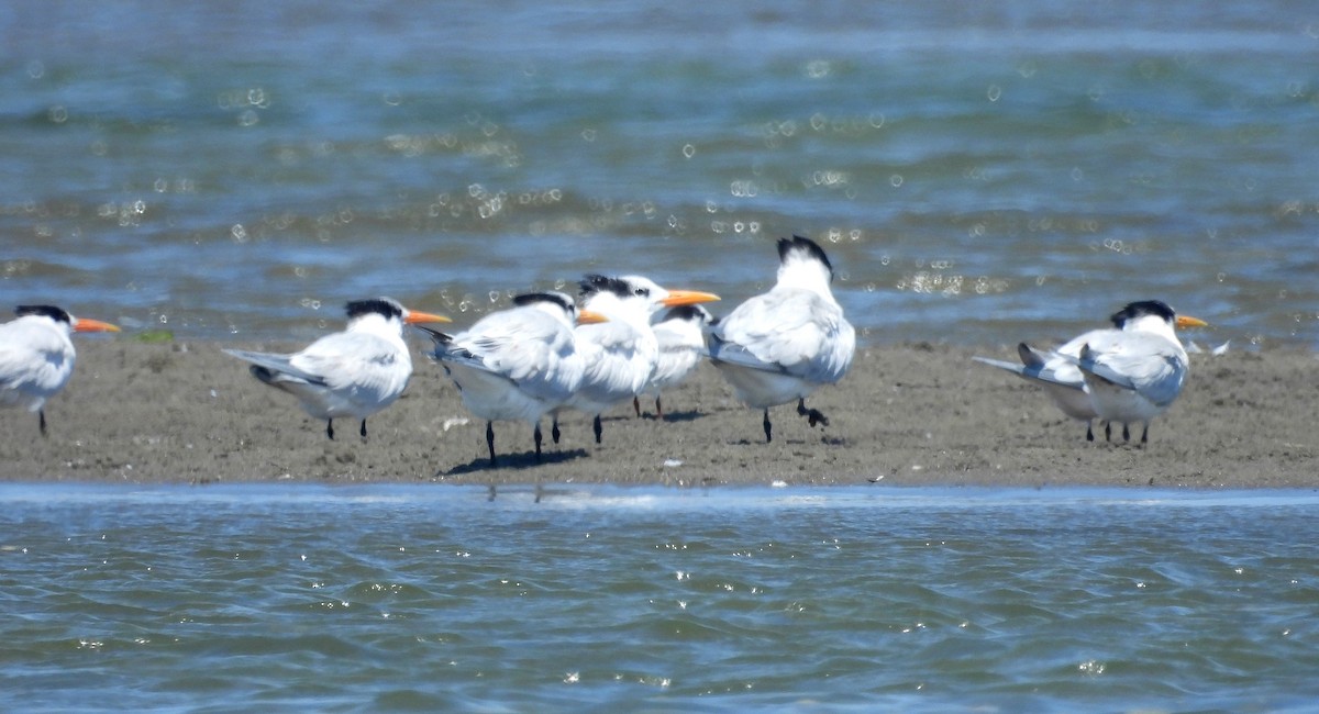 Elegant Tern - ML620659549