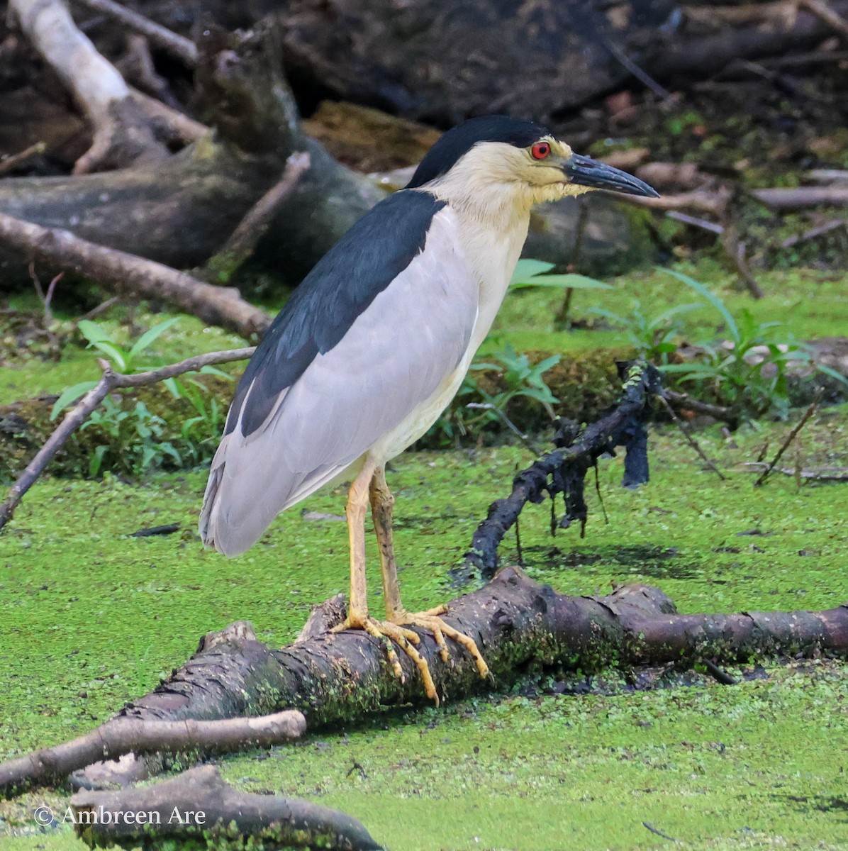 Black-crowned Night Heron - ML620659552