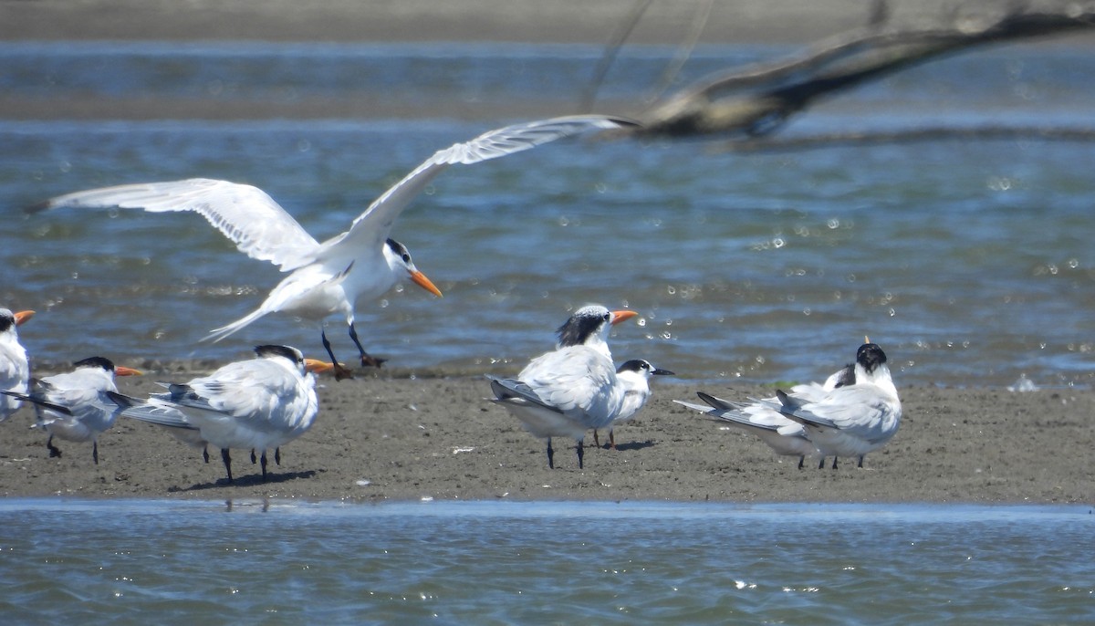 Elegant Tern - ML620659553