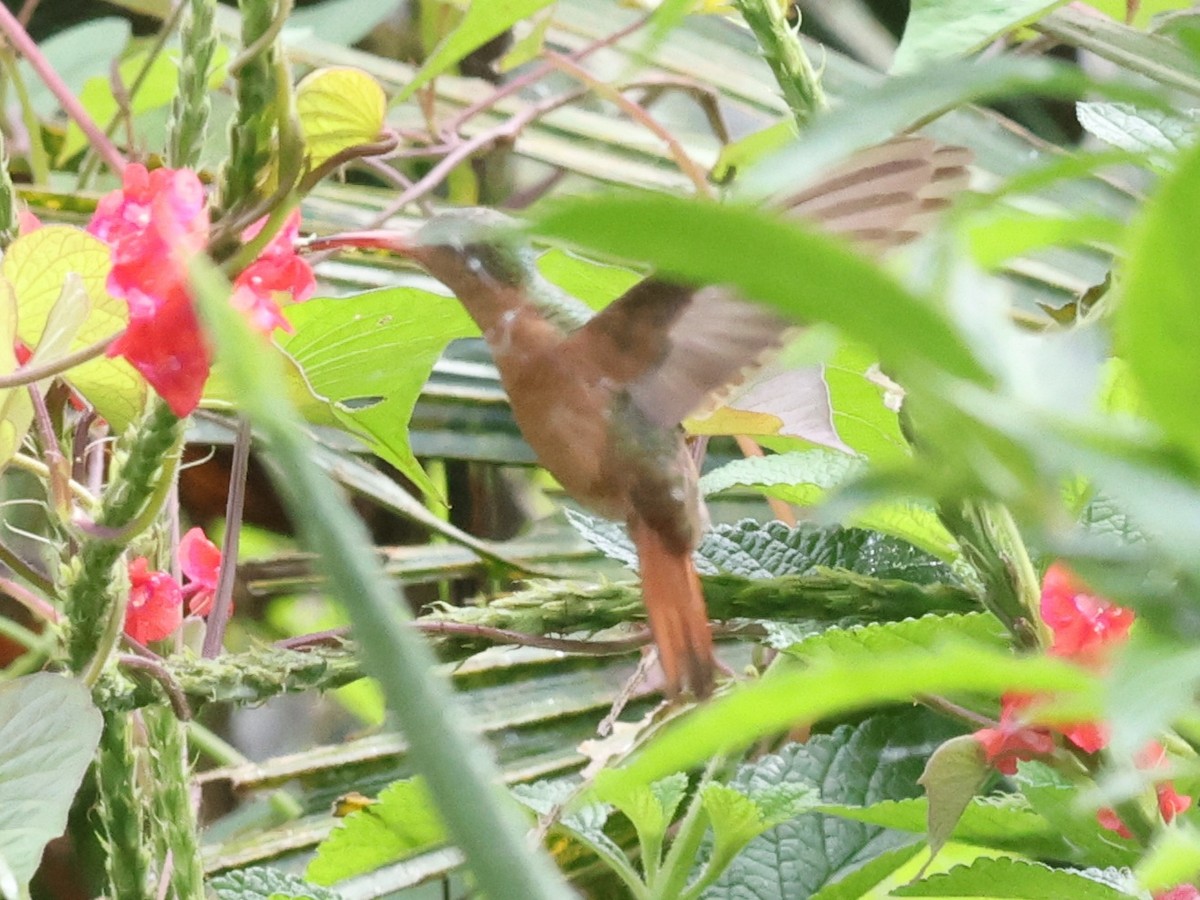 Cinnamon Hummingbird - ML620659558