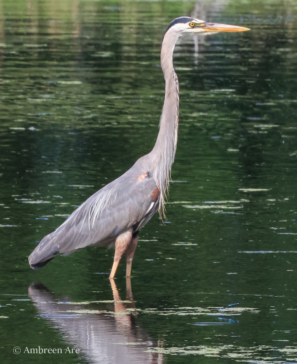 Great Blue Heron - ML620659569