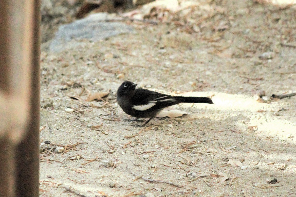 Painted Redstart - ML620659573