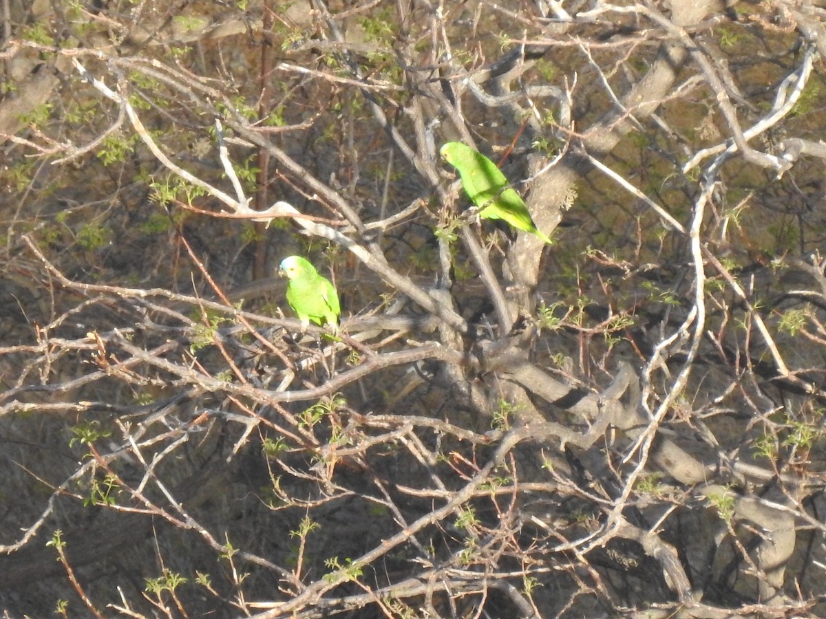 Turquoise-fronted Parrot - Juan Carlos🦉 Crespo