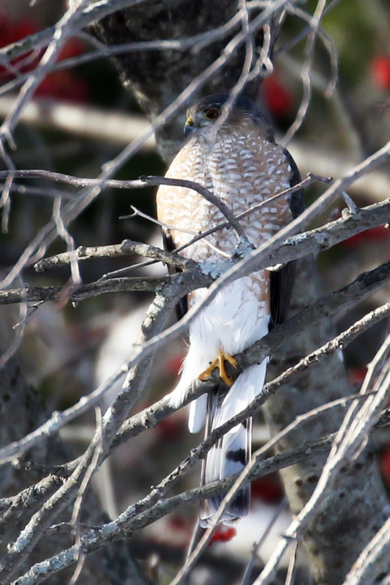 Sharp-shinned Hawk - ML620659594