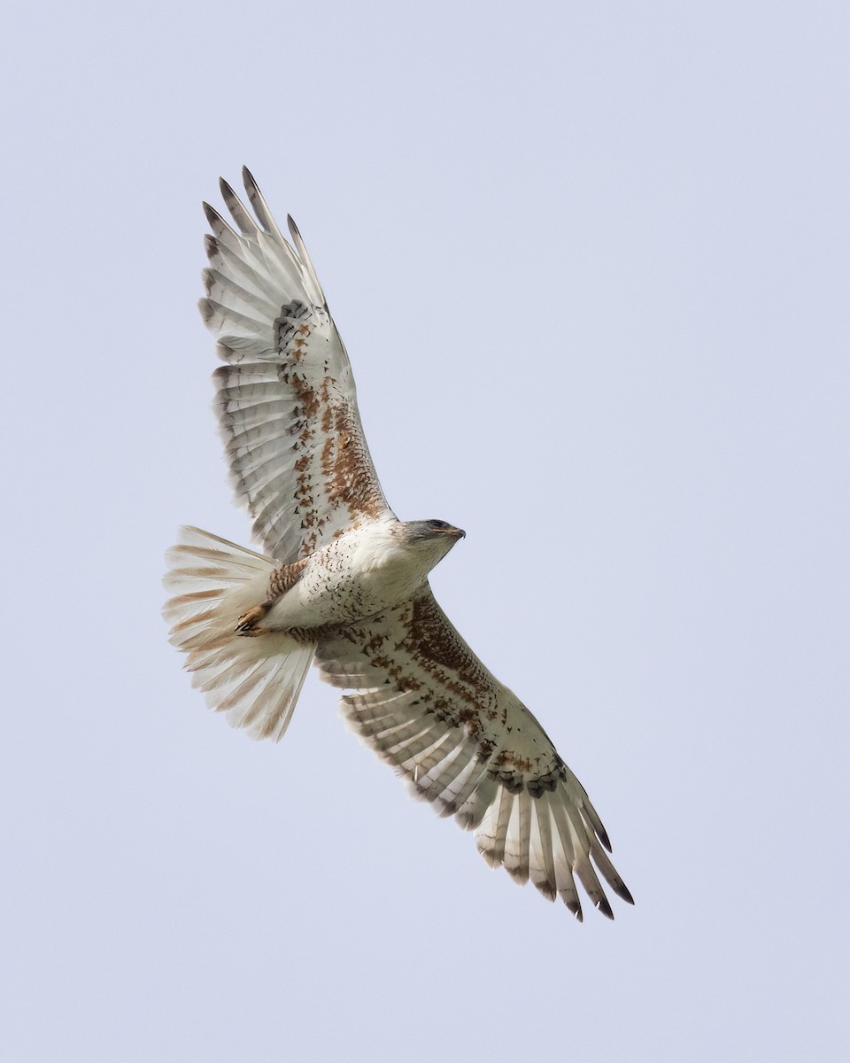 Ferruginous Hawk - ML620659596